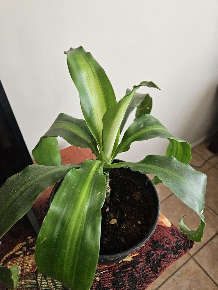 Outdoor Plant
