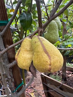 Dwaft barlett pear 25gal