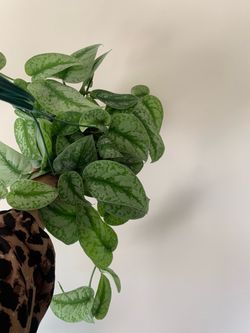 Exotica indoor plants