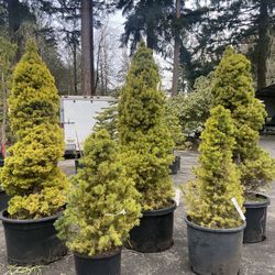 Big Dwarf Alberta Spruce Trees