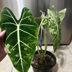 Alocasia Frydek Variegated Plant