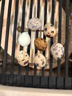 Quail Eggs (Edible)