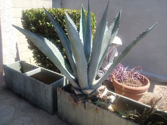 Aloe Vera Plant w/succulent clippings