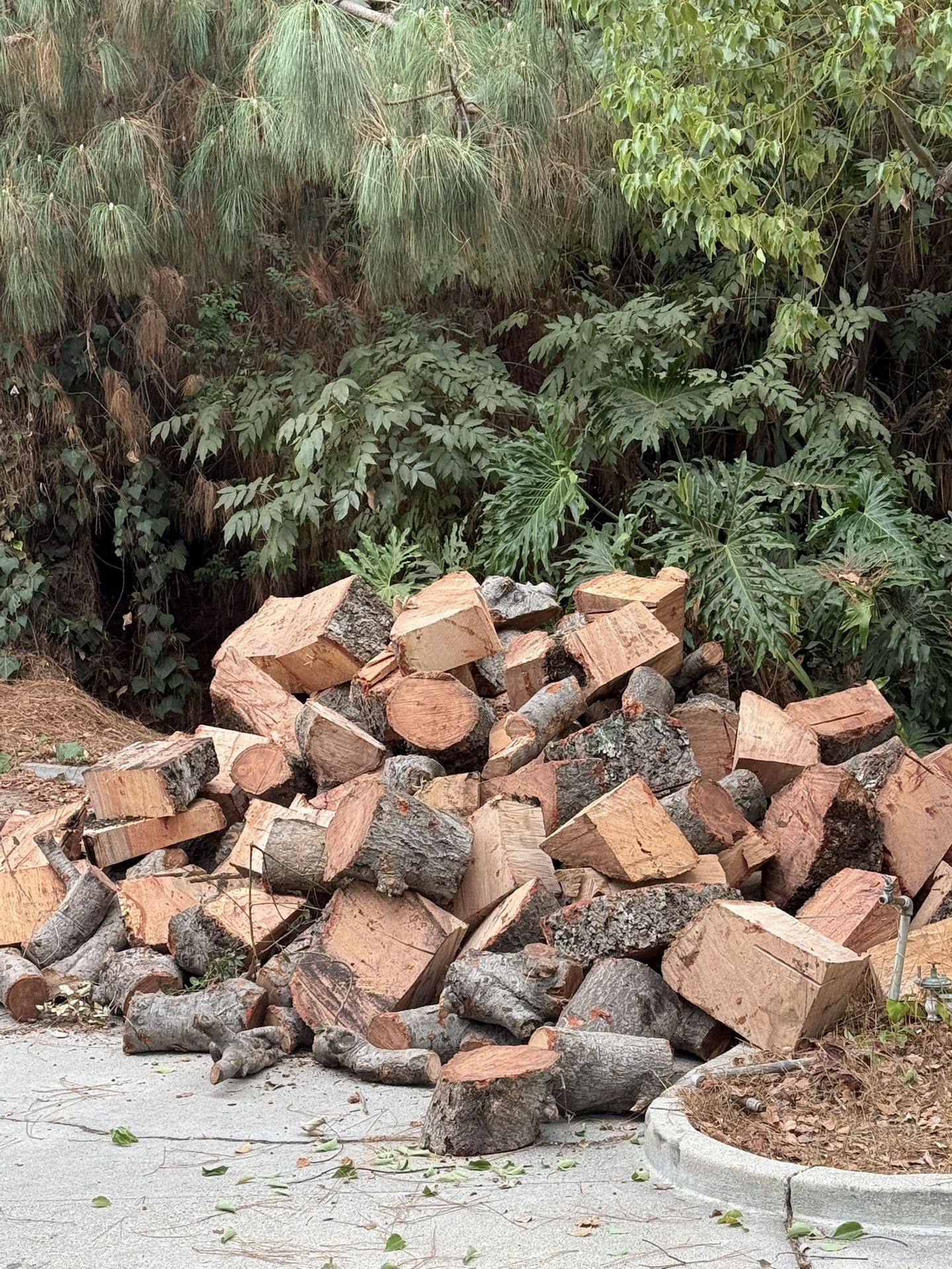 Oak Fire Wood $50 a Truck Load
