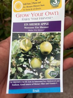 EIN Shemer Apple tree