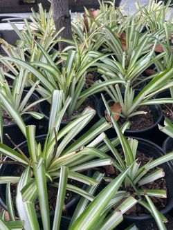 Variegated Spider Plant