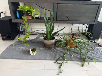 Assorted Indoor Houseplants and Succulents