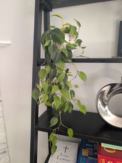 philodendron brasil