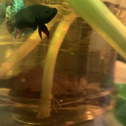 Fish Tank