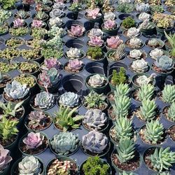 Succulents And Cacti 