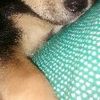 Estrella