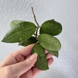 Hoya Ko Chang Island X Unknown Seedling 