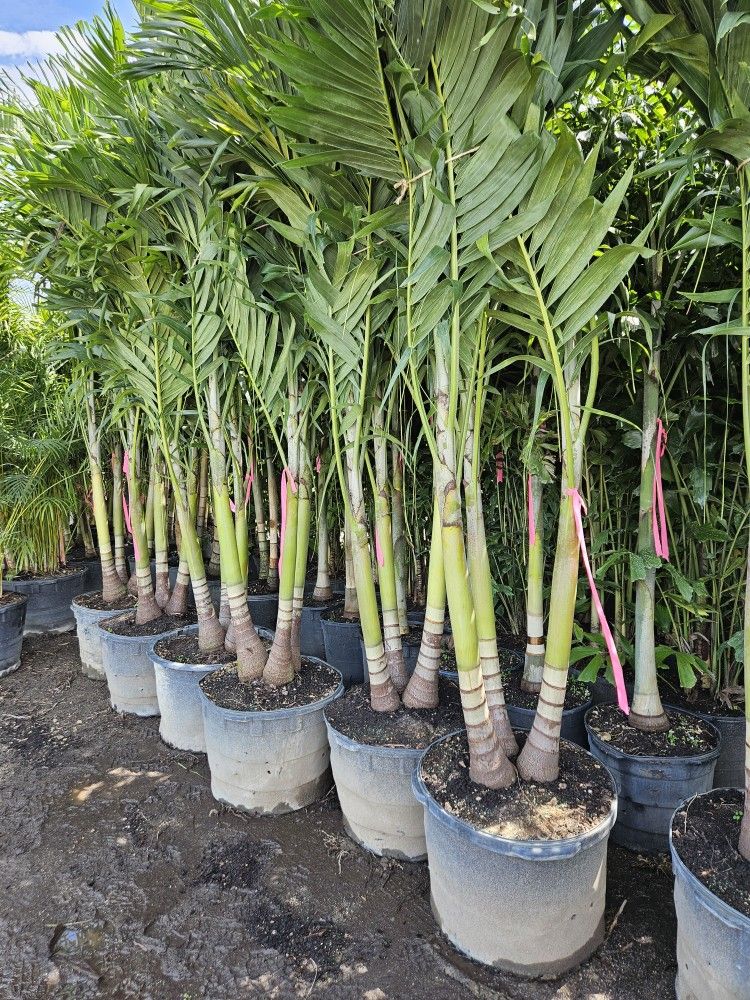 huge Christmas palms over single double triple  