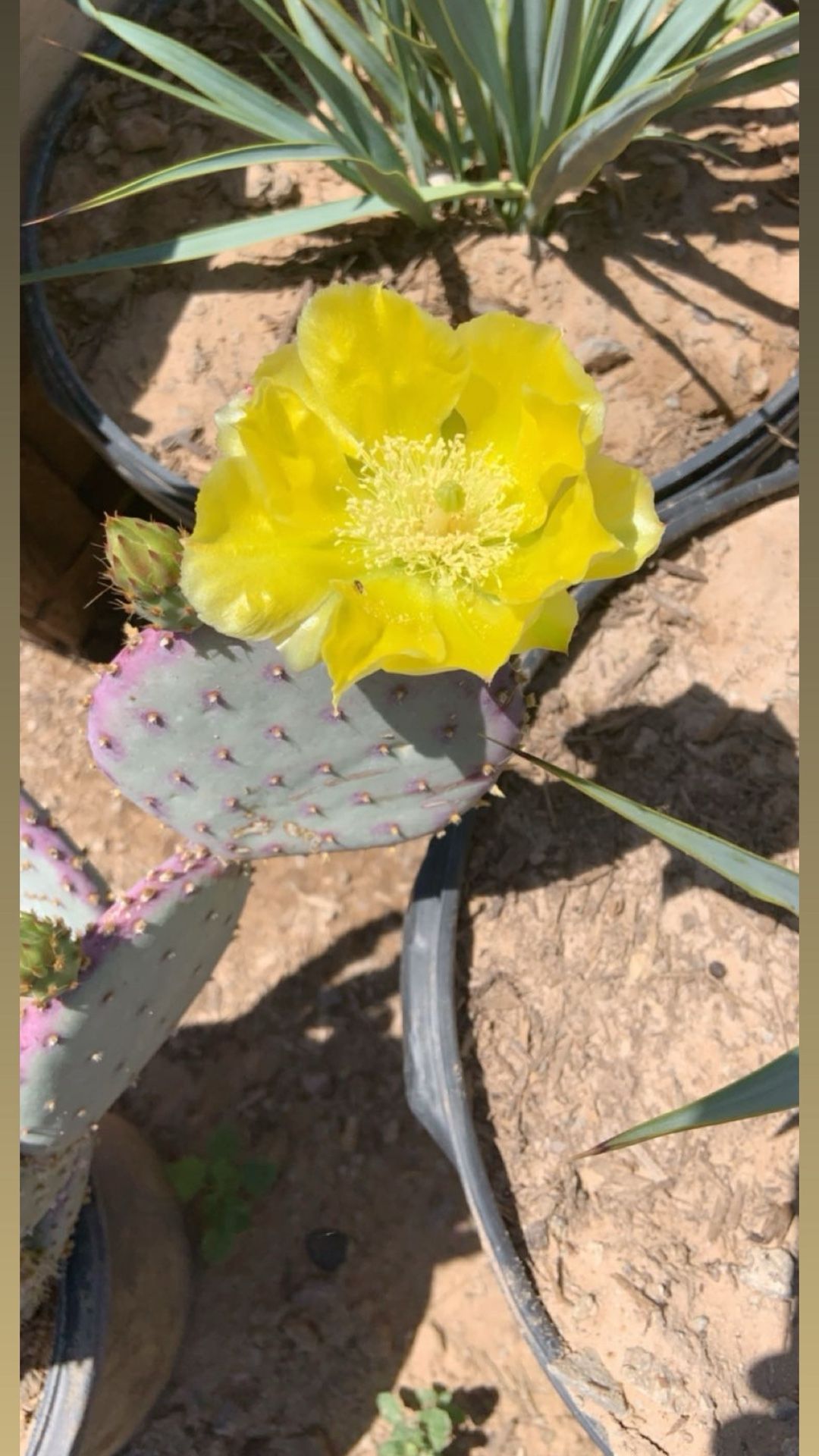 Purple Prickly Pear Cactus 1 Gallon Pot Live Plant Blooms Yellow Flowers
