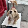 Oscar