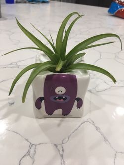 Purple DIY Air plant Earthling
