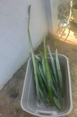 Free Dragon Fruit Cuttings
