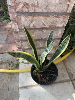Snake plant