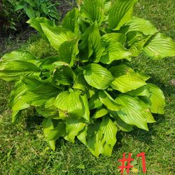 Plant Sale