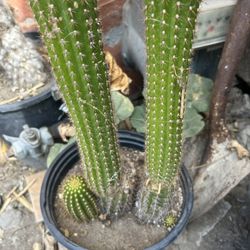 Cactus