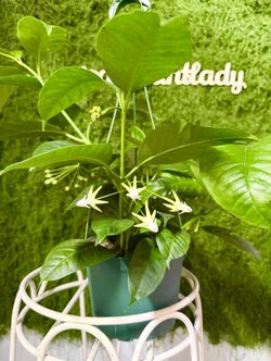 Plants (6”pot🌿Hoya Shooting Star $25)