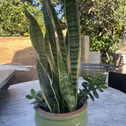 Snake Plant 