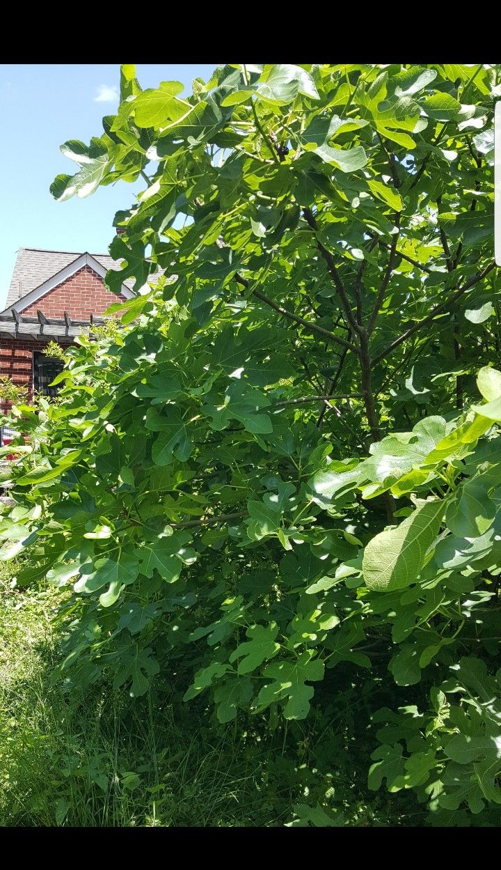 Fig Cuttings (Large Branch) 6 Varieties $10 Each 