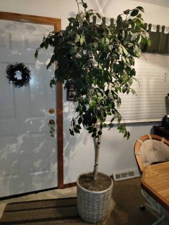 Artificial Ficus! Excellent Shape!