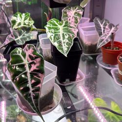 Alocasia Polly  House Plant - Combo Deal
