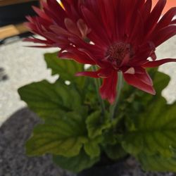Red Daisy Plant Live
