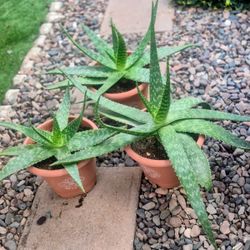 Aloe Vera$5 Each Plant 