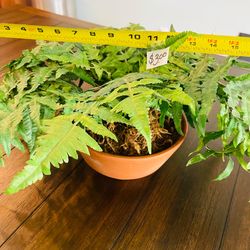 GILBERT: Artificial Plant Decor