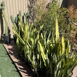 Snake Plants - Dracaena