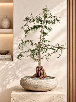 Old Operculicarya Decaryi/ Elephant Tree (Planter Included) ‘Minimalistic/Modern’. ‘Local LA Seller’