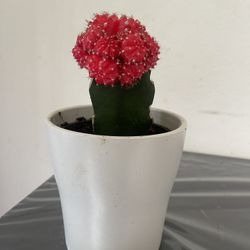 Cuctus Plant In Ceramic Pot