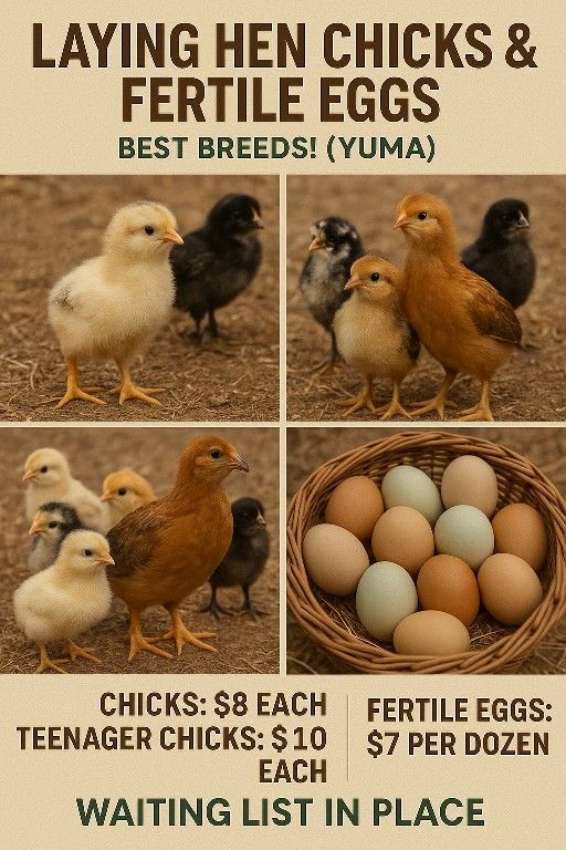 Laying Hen Chicks & Fertile Eggs - Best Breeds! (Yuma)