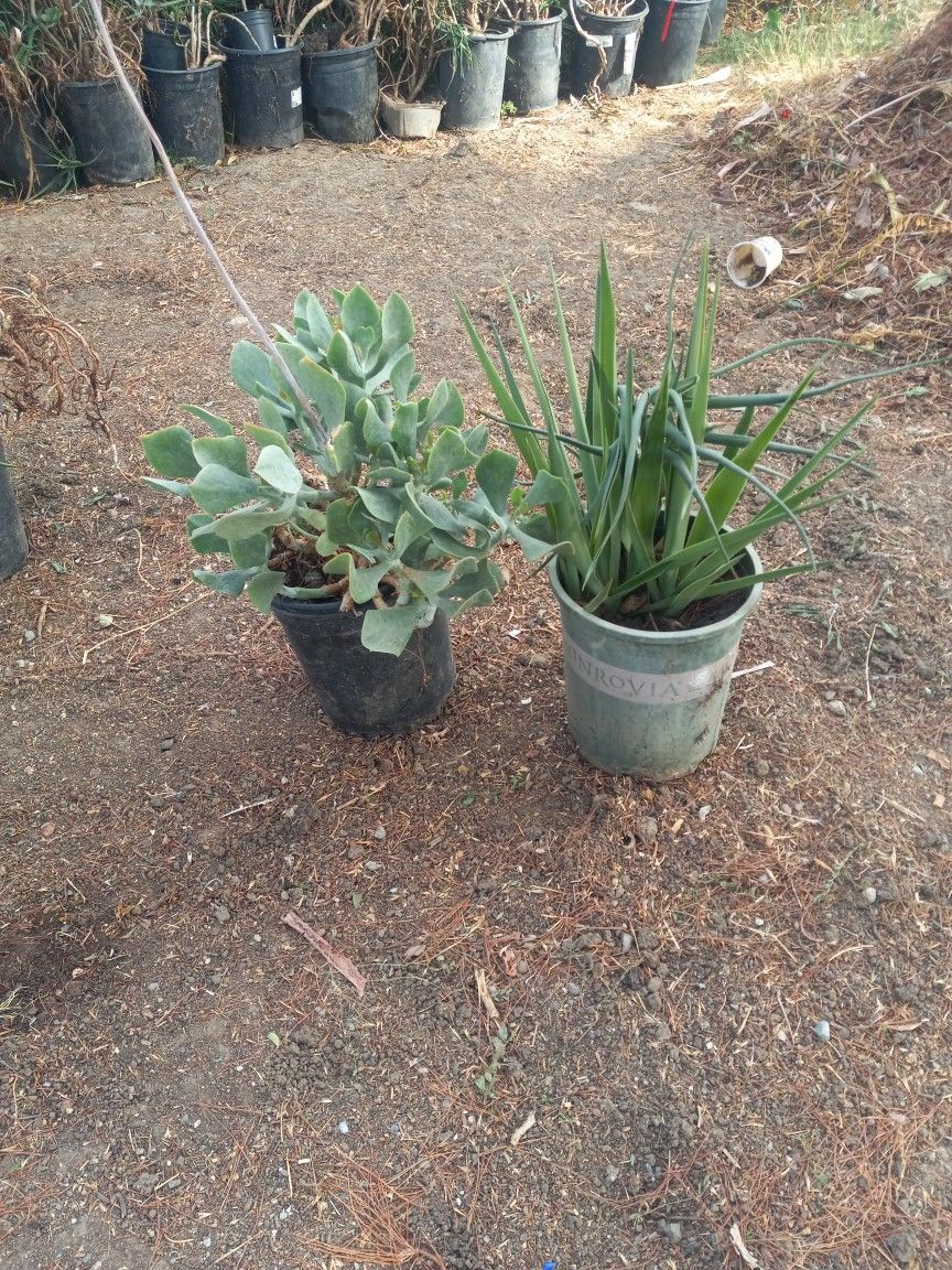 Ole Plant & Succulent $25 EACH