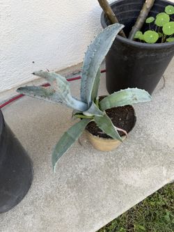 Agave Plant And Succulents In Pots And Ready