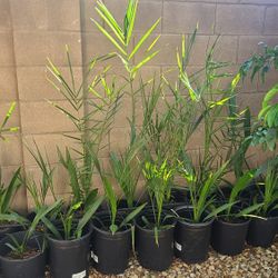 Date Palm Trees - We have at least 20