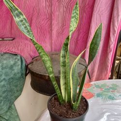 planta de espada de  rey