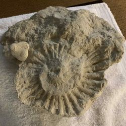 491 Million Years Old 