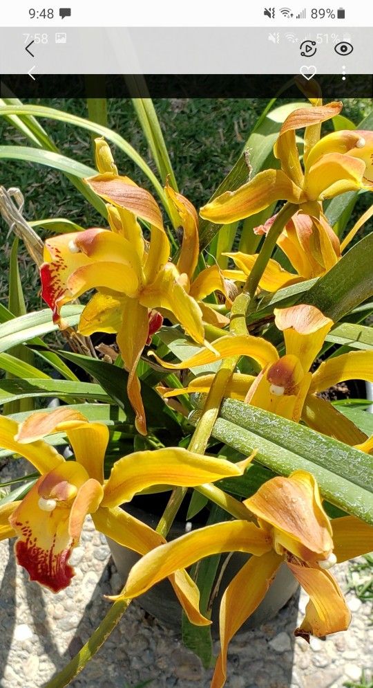Huge Orchid Plant ( Simply Cymbidium)