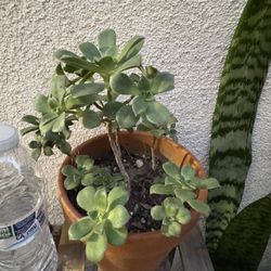 Haworths Aeonium Succulent Plant