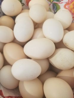 Huevos De Rancho / Farm Fresh Eggs