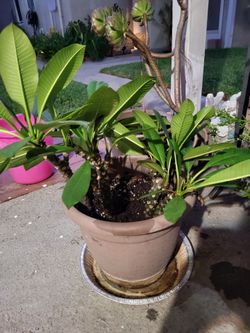 Plants