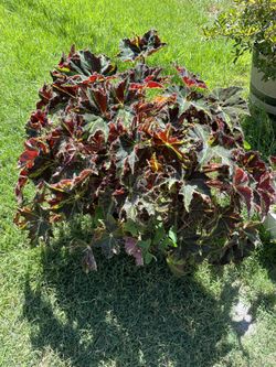 Plant