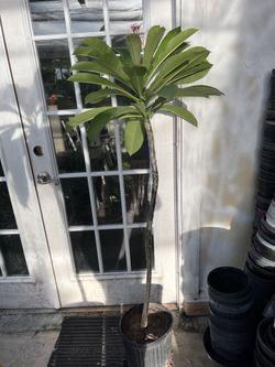Plumeria 