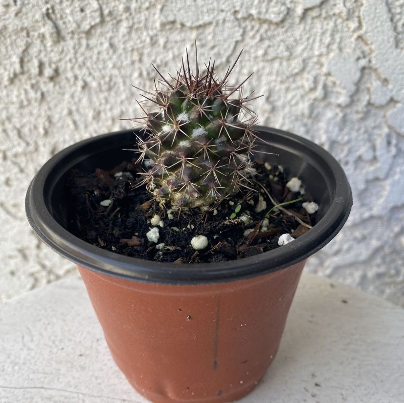 4 Inch Pot Cactus Plant - Echinocereus Fendleri Rectispinus - Round Cactus - Live Cacti - Rooted & Established - Drought Resistant - π΅