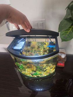 Small Fish Tank Aquarium with Lid and Filter