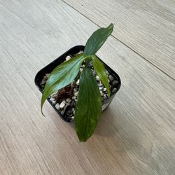 Hoya Polyneura Broget Live Plant 2” Pot